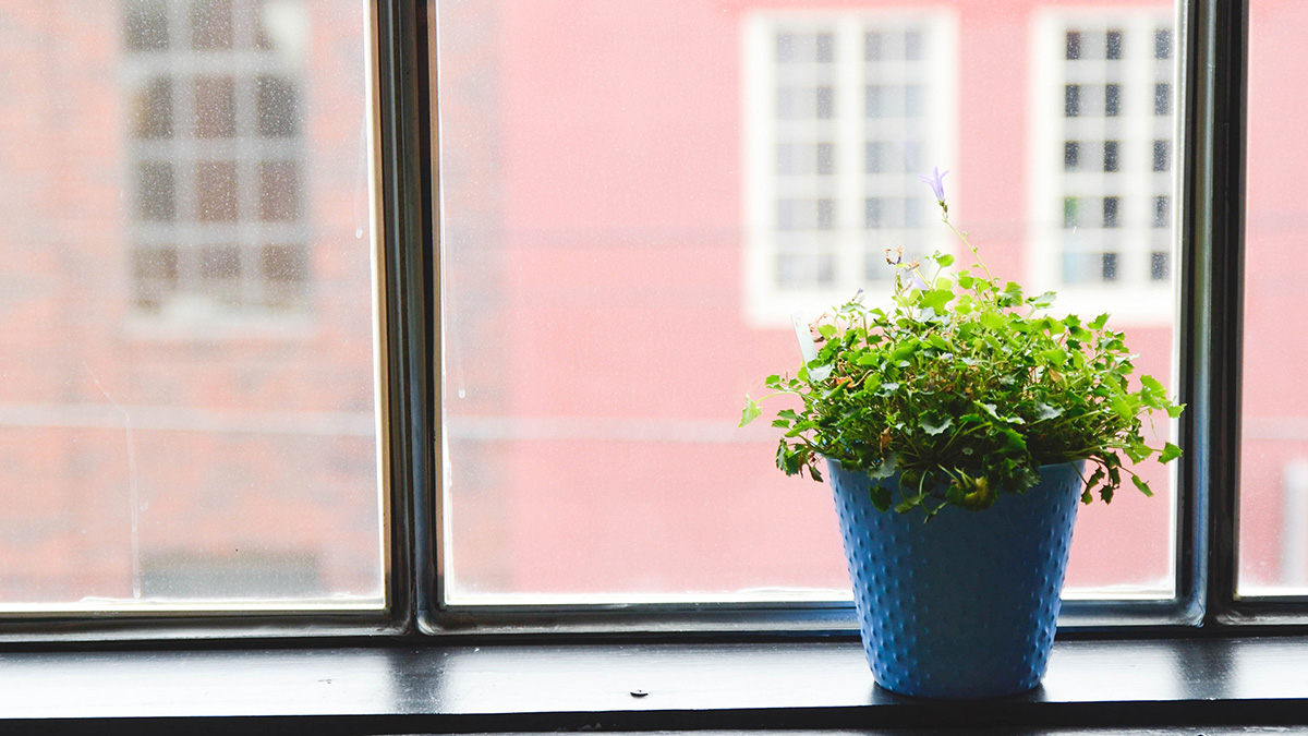 Pots of fresh green scene