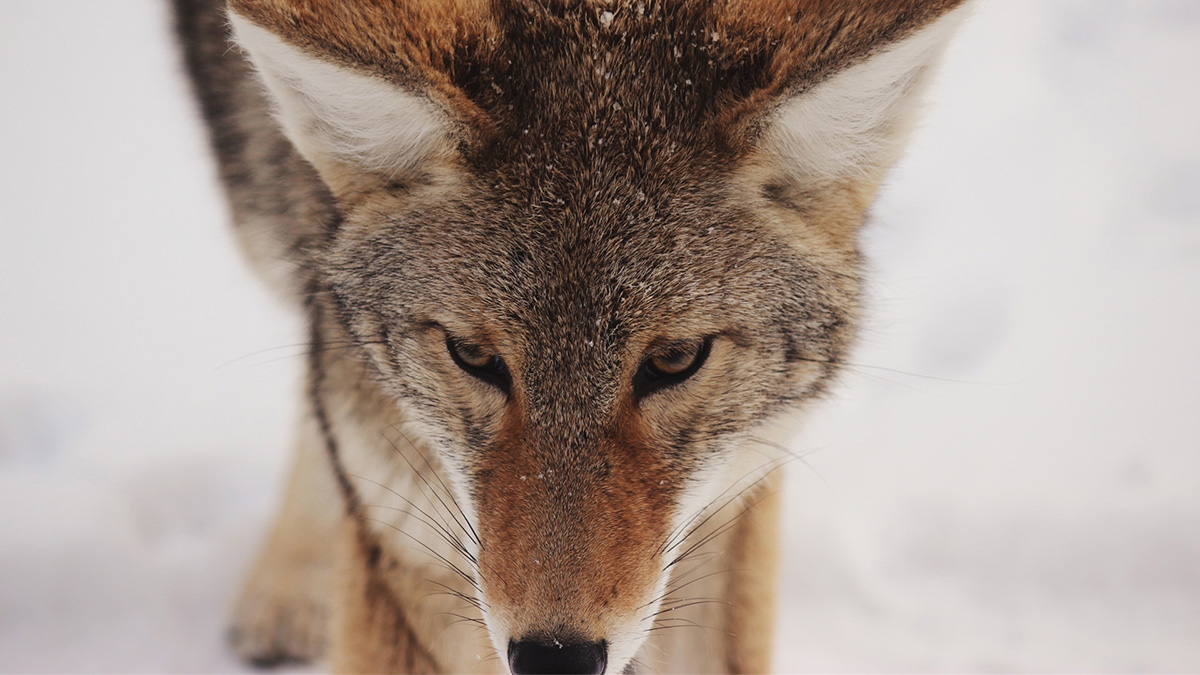 Fox in snow